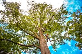 Tree and Shrub Care in Holyoke, CO