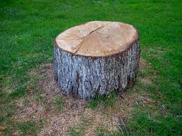 Holyoke, CO Tree Removal Company