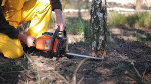  Holyoke, CO Tree Removal Pros