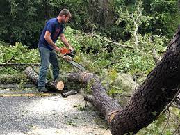 Best Tree Maintenance Programs  in Holyoke, CO