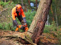 Best Tree Removal  in Holyoke, CO