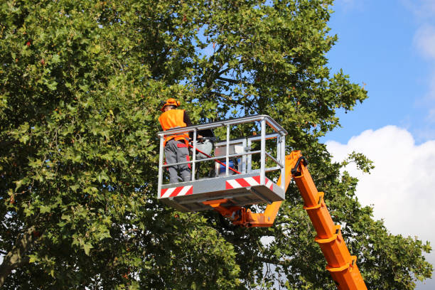 Best Tree Risk Assessment  in Holyoke, CO