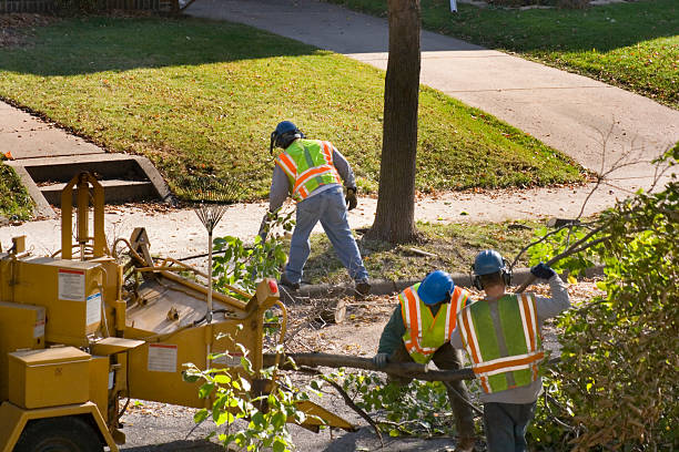 Best Storm Damage Tree Cleanup  in Holyoke, CO