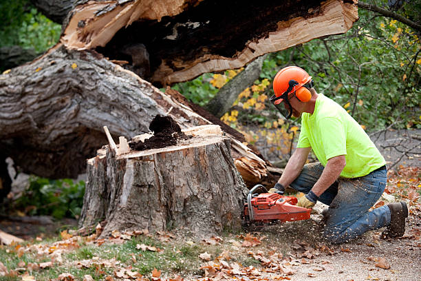 Best Tree Mulching  in Holyoke, CO