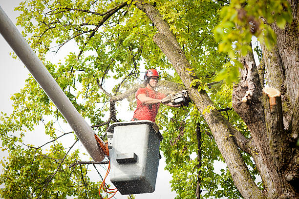 Trusted Holyoke, CO Tree Removal Experts