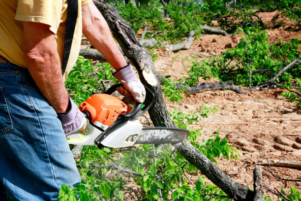 Best Root Management and Removal  in Holyoke, CO